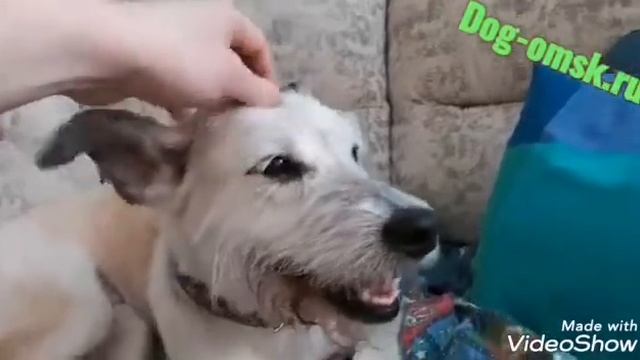 Привет от нашей бывшей питомцы ИРМЫ смотреть онлайн