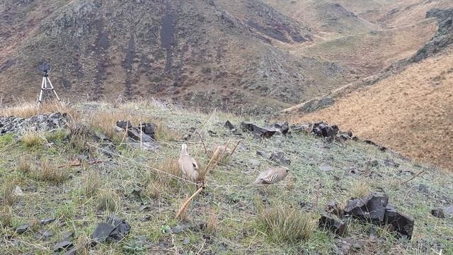 охота кеклик смотреть онлайн