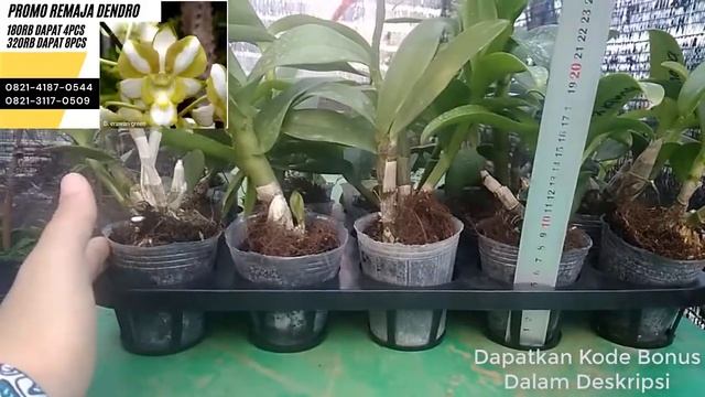 PROMO : Bibit Anggrek Remaja, Bibit Anggrek Dendrobium Remaja 0821-3117-0509 смотреть онлайн