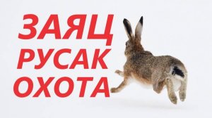 Встретили зайца на поляне 2025