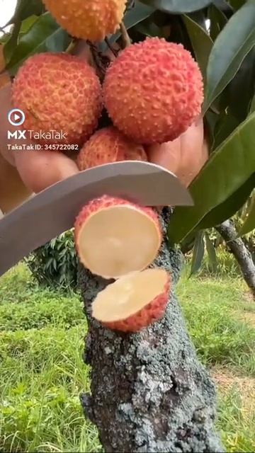 fresh lichi смотреть онлайн