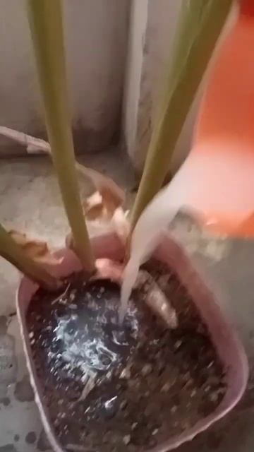 Di kasih Perasan air beras.. смотреть онлайн