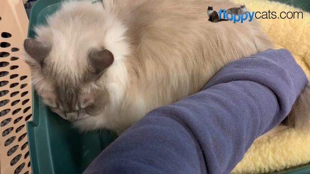 Rectal Ozone Therapy for Cats: How Rectal Ozone Is Administered смотреть онлайн