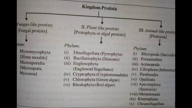 Class 51: Phylum Cryptomonada смотреть онлайн
