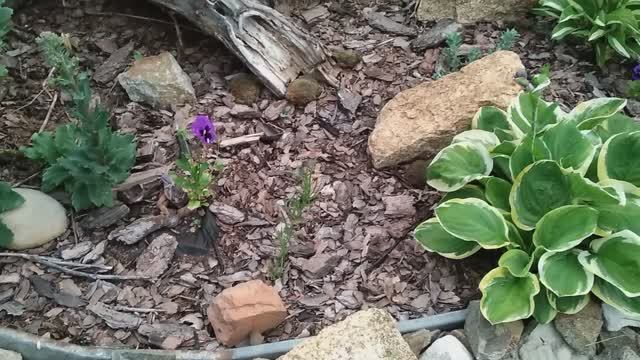 Кермек полевой. Мульча из коры. Восстановление цветников после бесснежной зимы _ АРХИВ смотреть онлайн