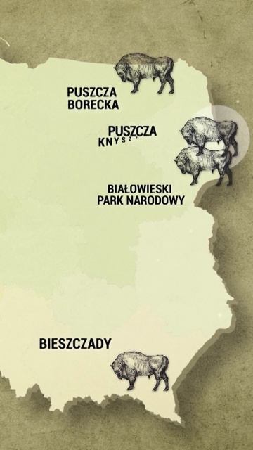 OCCURRENCE OF THE EUROPEAN BISON IN POLAND #shorts смотреть онлайн