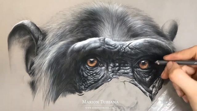 chimpanze pastel portrait by Marion Tubiana смотреть онлайн