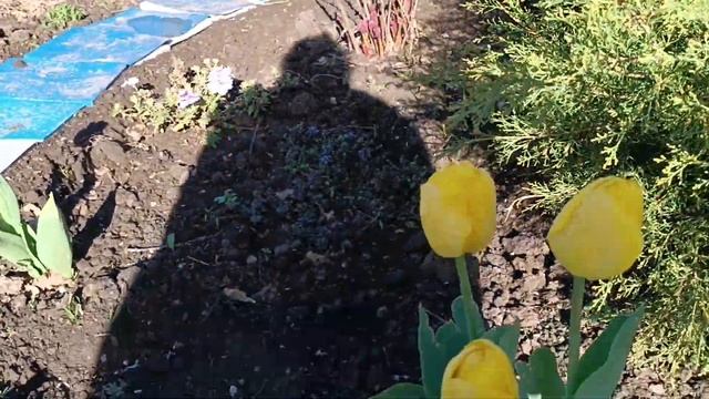 Что растёт в огороде сейчас, в начале апреля🤔 смотреть онлайн
