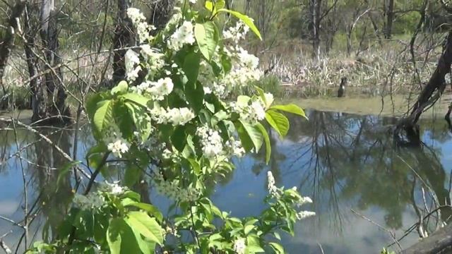 с Чернавка, Бондарский район смотреть онлайн