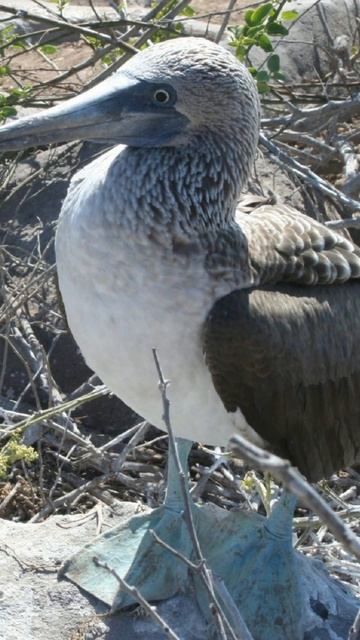 Cool Blue-footed Booby смотреть онлайн