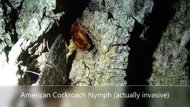 Bug Night #16 Insects at a White Ash Sap Flow смотреть онлайн