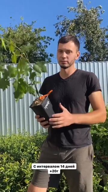 Подготовка саженцев к зиме. г.Мозырь Беларусь смотреть онлайн