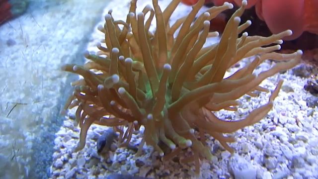 Aussie Torch Coral - Euphyllia glabrescens - (Chamisso and Eysenhardt, 1821) смотреть онлайн