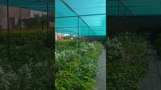 Питомник растений в Ангарске ,, Агро нэо,, 30.08.23. смотреть онлайн