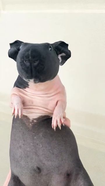 Морская свинка Guinea pig смешная смотреть онлайн