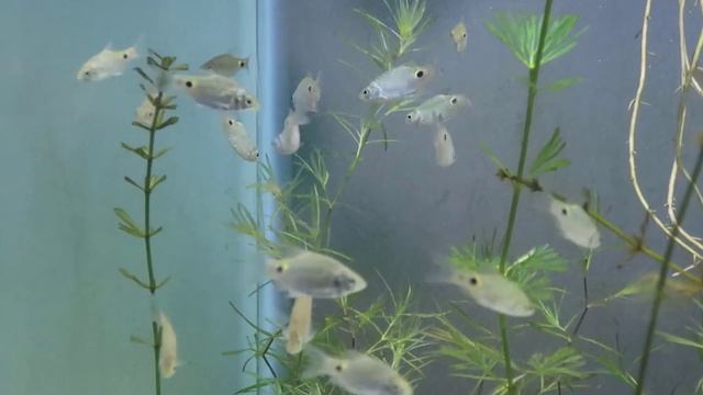 Onespot Barb | River Fish in Aquarium смотреть онлайн