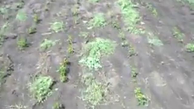 14.06ю2017г прорывка травы в рядах маголепки №3. смотреть онлайн