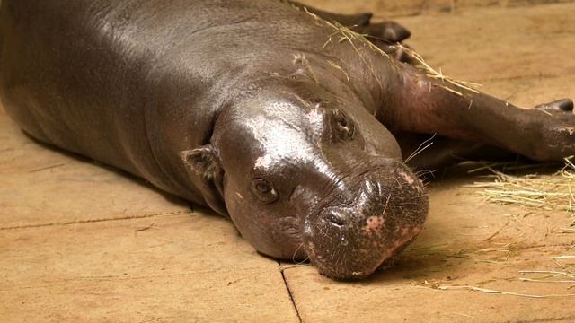 Pygmy Hippopotamus . Карликовый Бегемот смотреть онлайн