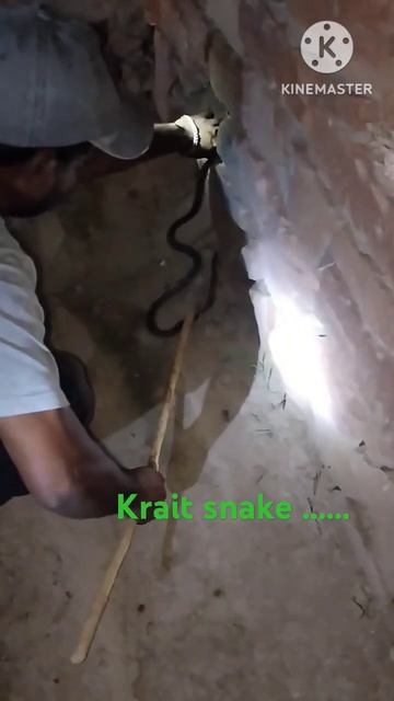 #krait#kraitsnake #nature #snake #viralvideo #ytshort смотреть онлайн