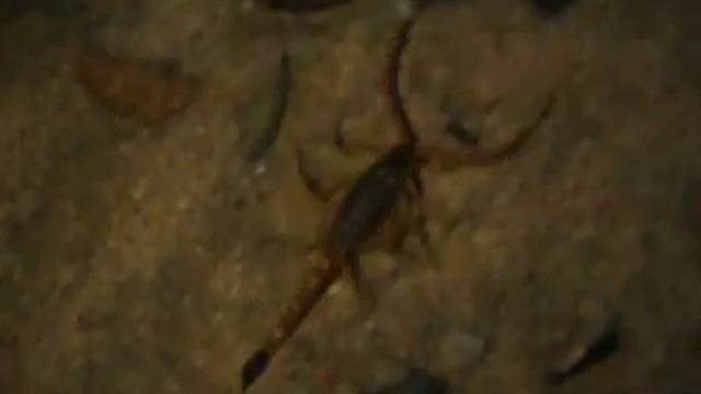 gelber mittelmeerskorpion (leiurus quinquestriatus, deathstalker) in der arabischen wüste смотреть онлайн