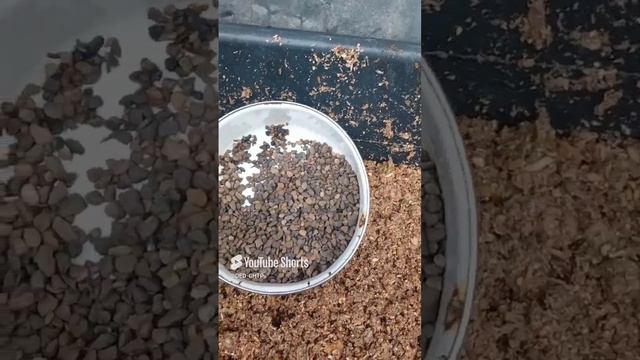 БЕЗ ЭТОГО ЯИЦ ОТ КУР!!! НЕ УВИДИШЬ!!! 15.02.2025 год. смотреть онлайн