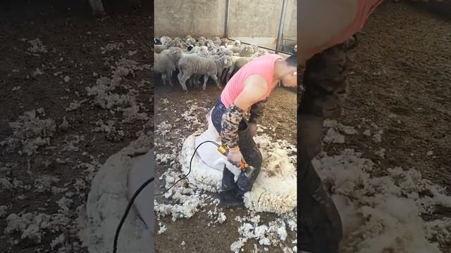 Sheep Shearing 🐑💯 It doesn't hurt any animal @Sheep shearing clip 8 смотреть онлайн