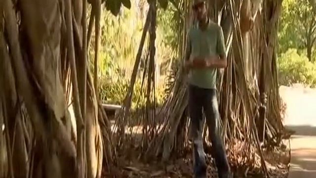 Banyan Trees смотреть онлайн