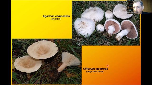 La funzione dei funghi nell'ambiente // Esperti in erbe, Natura&Colore 2023 смотреть онлайн