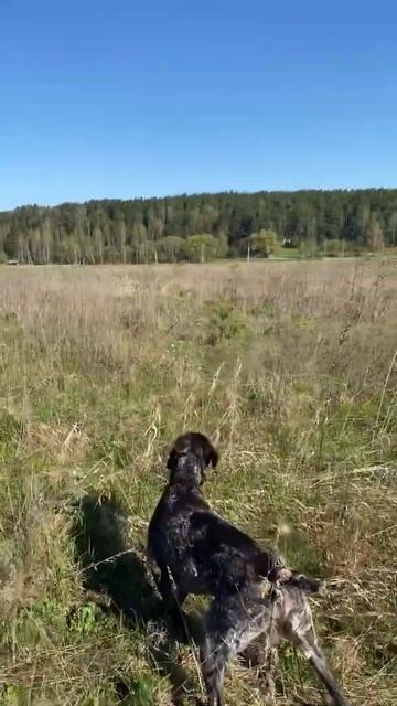 Курцхаар куропатки смотреть онлайн