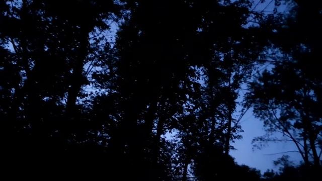 вечернее созерцание ветвей смотреть онлайн