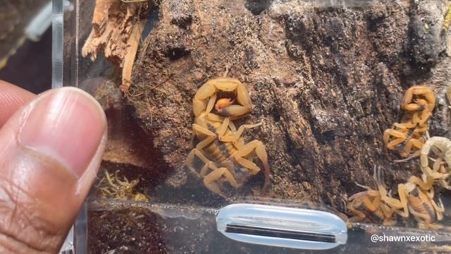 Baby Scorpions: Updates & Feedings (Multiple Species) смотреть онлайн