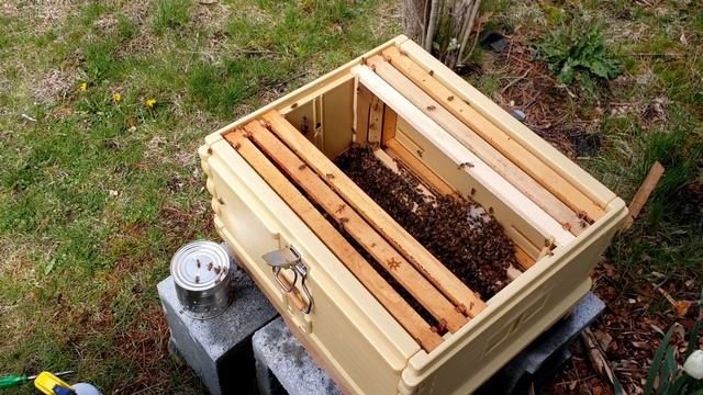 Backyard Beekeeping: Installing Bees Into Apimaye Hives смотреть онлайн