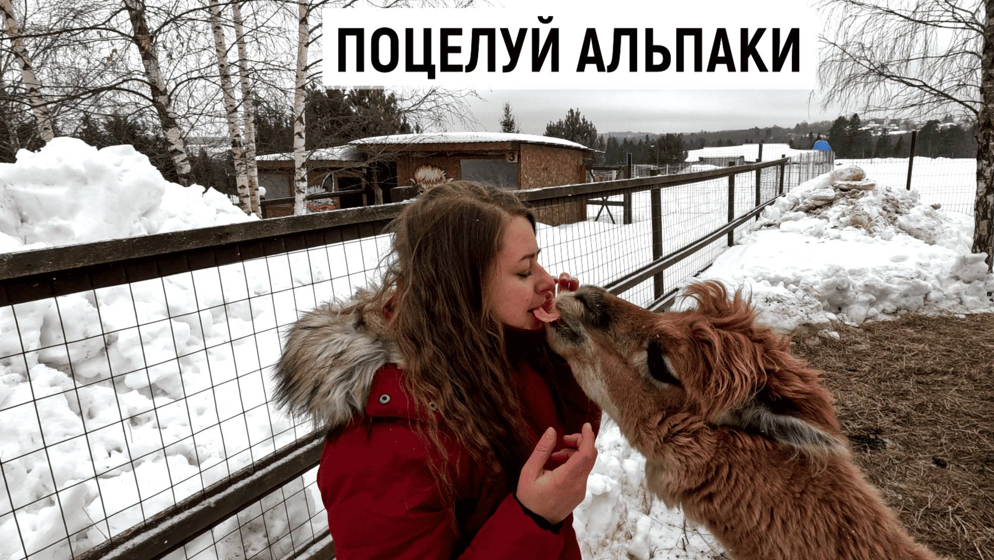 В МЕНЯ ПЛЮНУЛА АЛЬПАКА смотреть онлайн