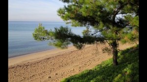 Сосны на морском берегу