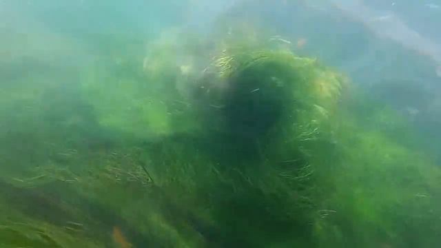 La Jolla Cove 2015 смотреть онлайн