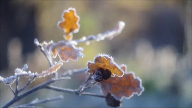 Иеромонах Роман. «А к сырой земле не прижаться мне...» смотреть онлайн