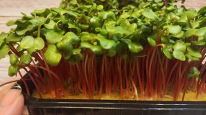 Выращивание микрозелени редиса "Ред корал"