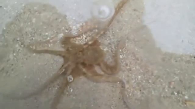 Он выпустил в море спасенного осьминога и в ответ получил то, что запомнит навсегда смотреть онлайн
