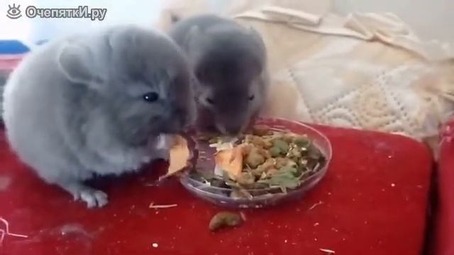 Шиншиллы на трапезе смотреть онлайн