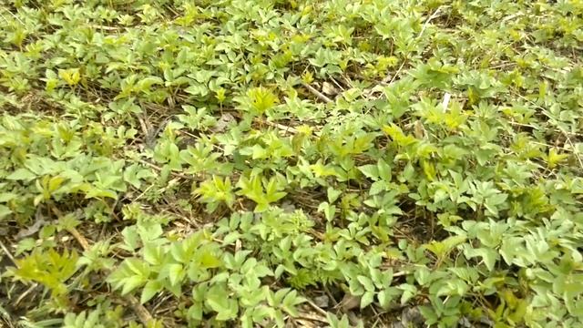 сныть обыкновенная смотреть онлайн