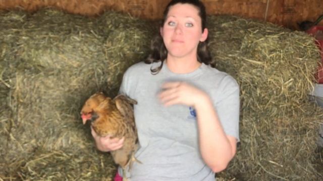 Easter Eggers Chickens смотреть онлайн