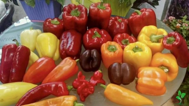 Самые хорошие сорта болгарского перца детальна інформація в описах⠀ смотреть онлайн