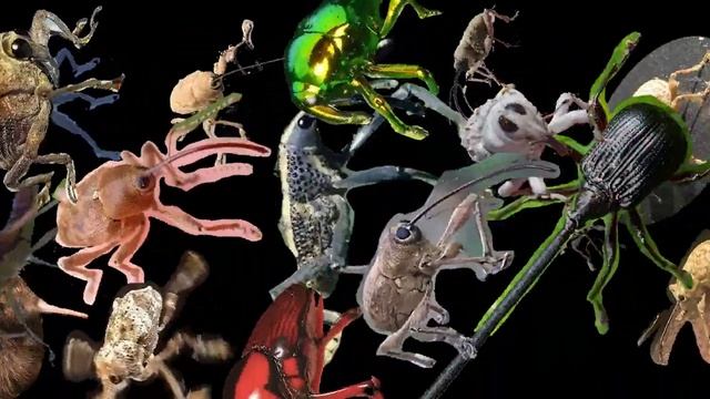 Weevil time смотреть онлайн
