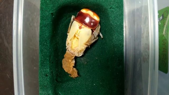 Emergence of Dorcus titanus westermanni【ヒラタクワガタ】 смотреть онлайн