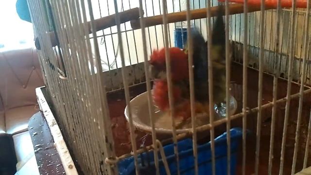 попугай parrot смотреть онлайн