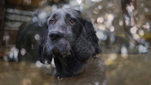 ❤️Разговаривать надо ❤️Рассказ по Реальным Событиях #blackcatmajk #viraldog #swedish black cat смотреть онлайн