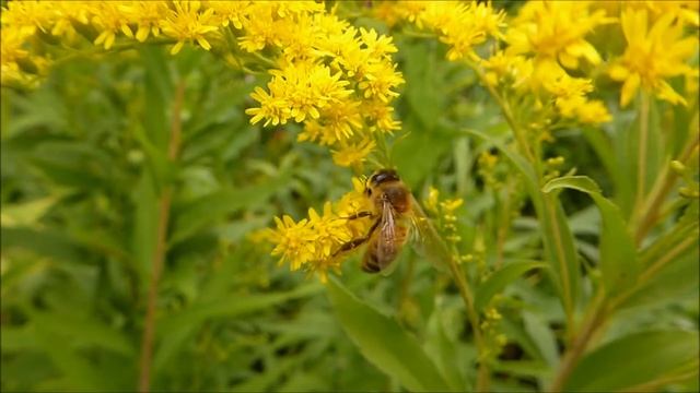 пчела на цветке смотреть онлайн