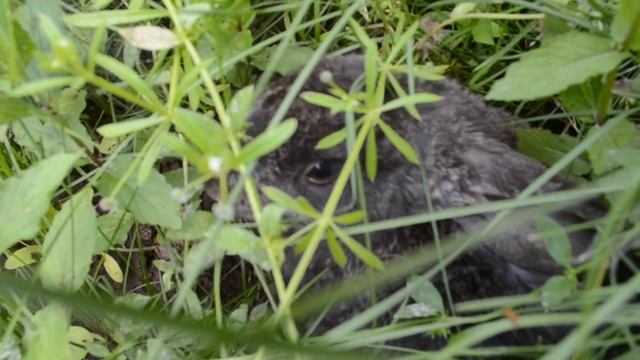Кролик пасется на лужку смотреть онлайн
