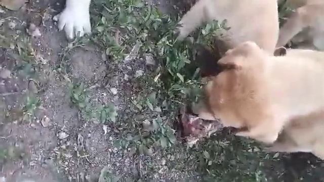 Super DANGER! Wow!! Amazing dogs!! Приключения Графини БУЛОЧКИ и друзей! смотреть онлайн