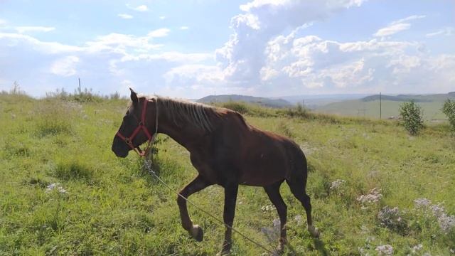 лошадка на прогулке смотреть онлайн